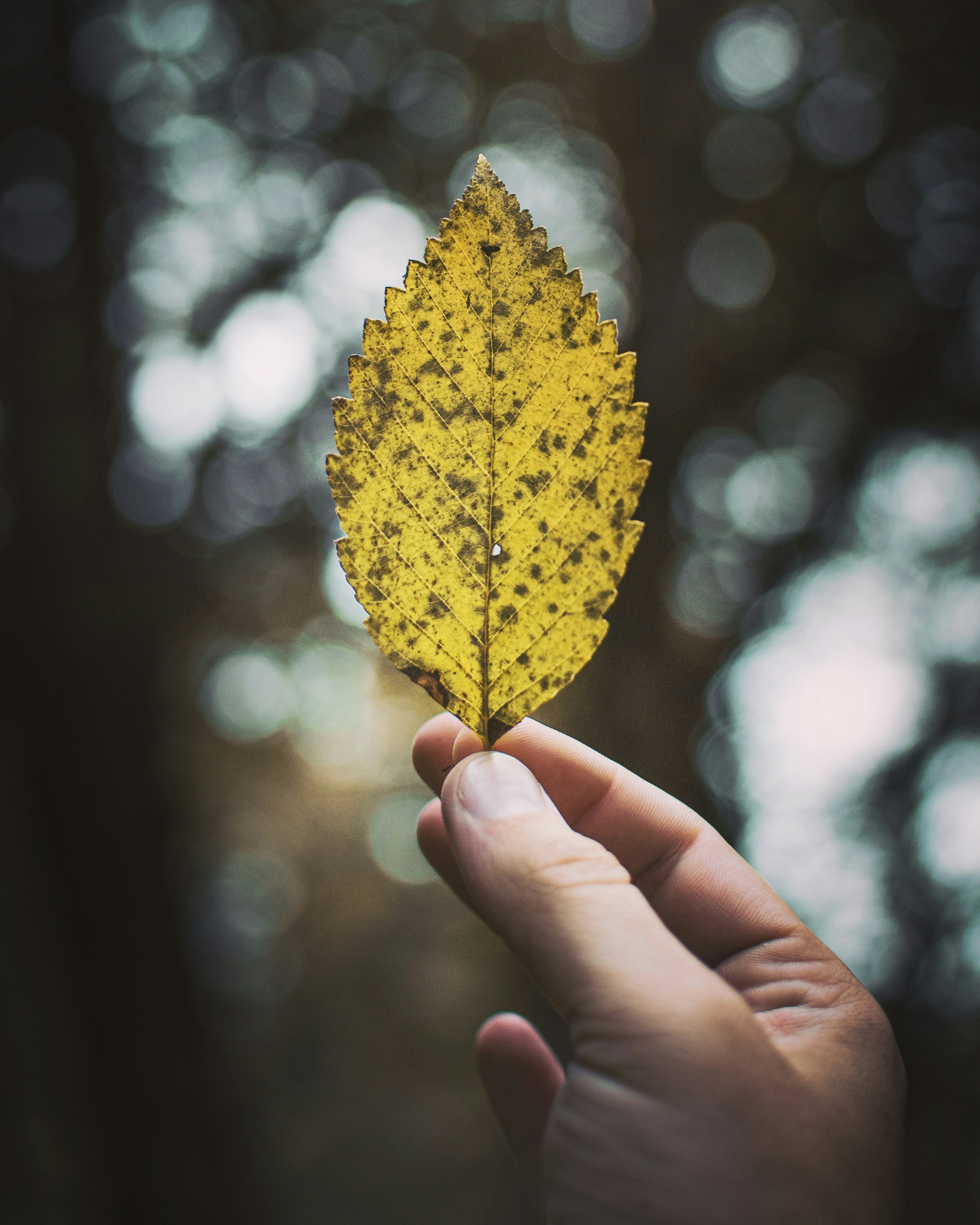 Photo by alienaperture