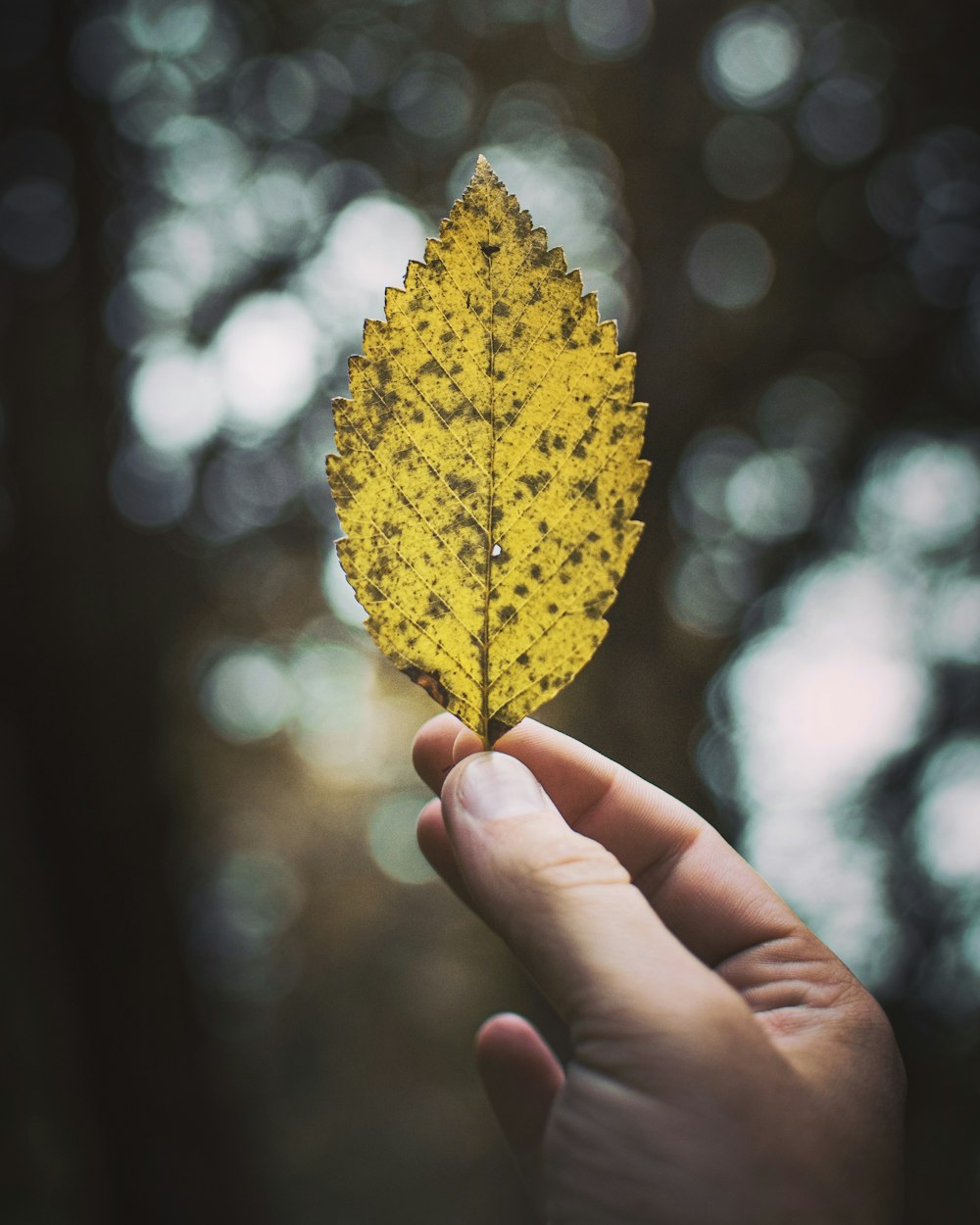 person holding brown leaf