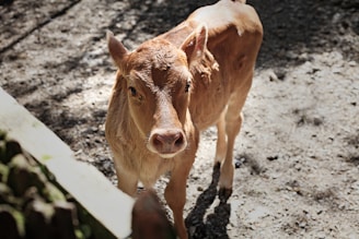 brown cattle calf