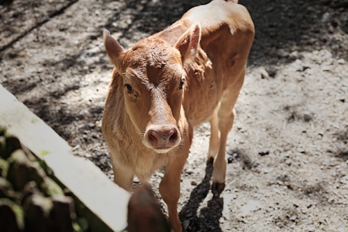 brown cattle calf