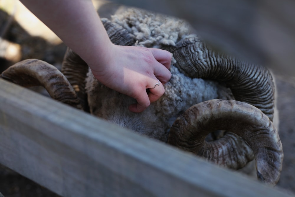 person holding grey ram