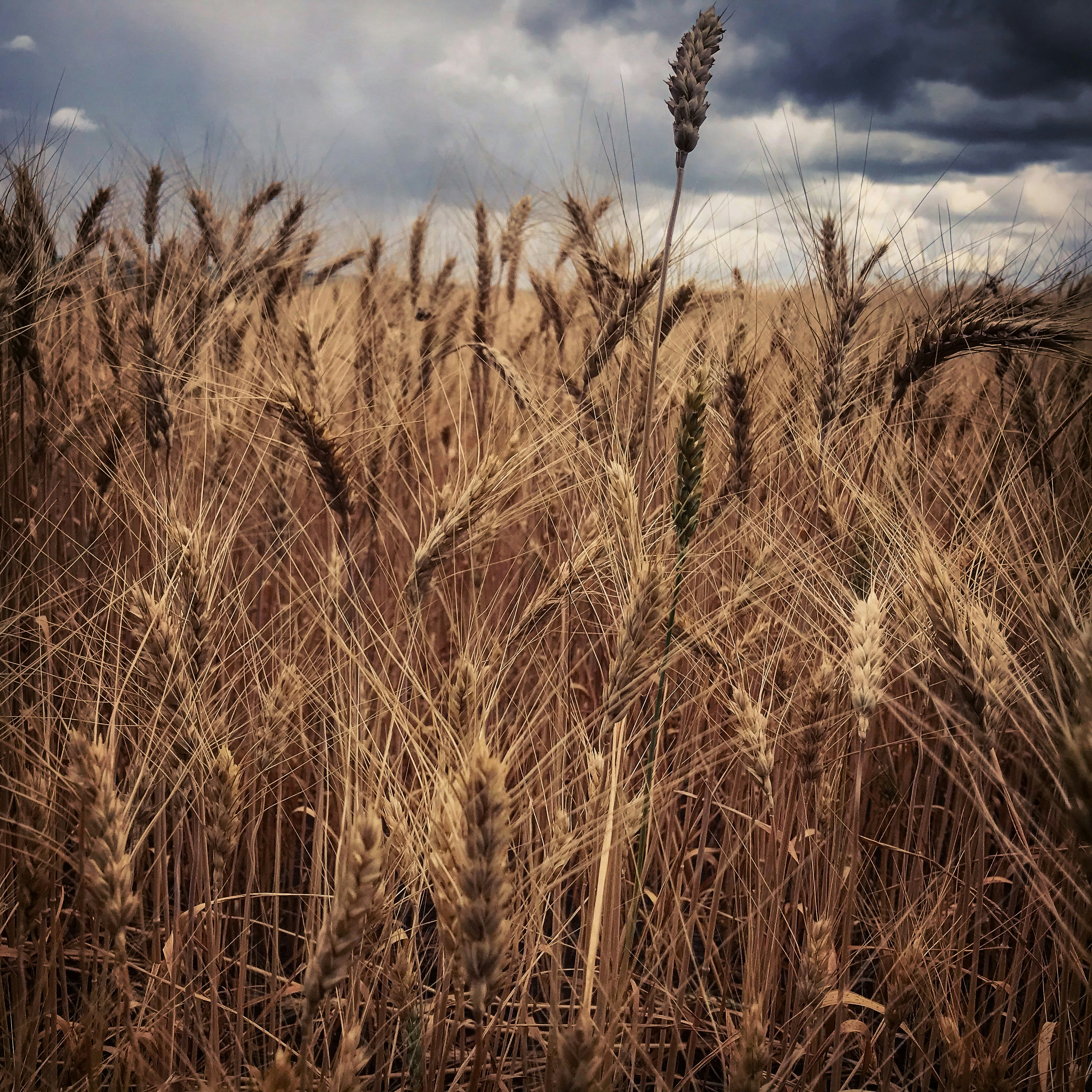 Photo by 1likepancakes