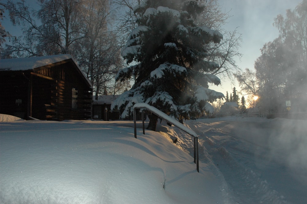 snow covered trees near house