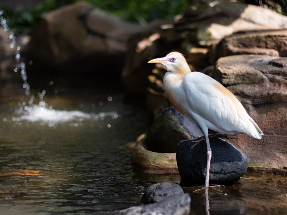 white bird on water