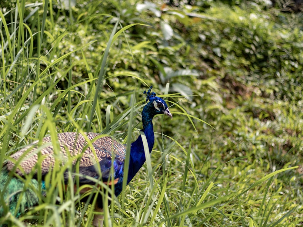 Peacock standing on grass field
