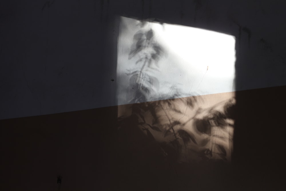 a shadow of a plant on a wall