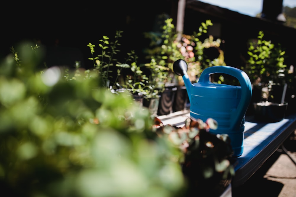 blue watering can near potted plants