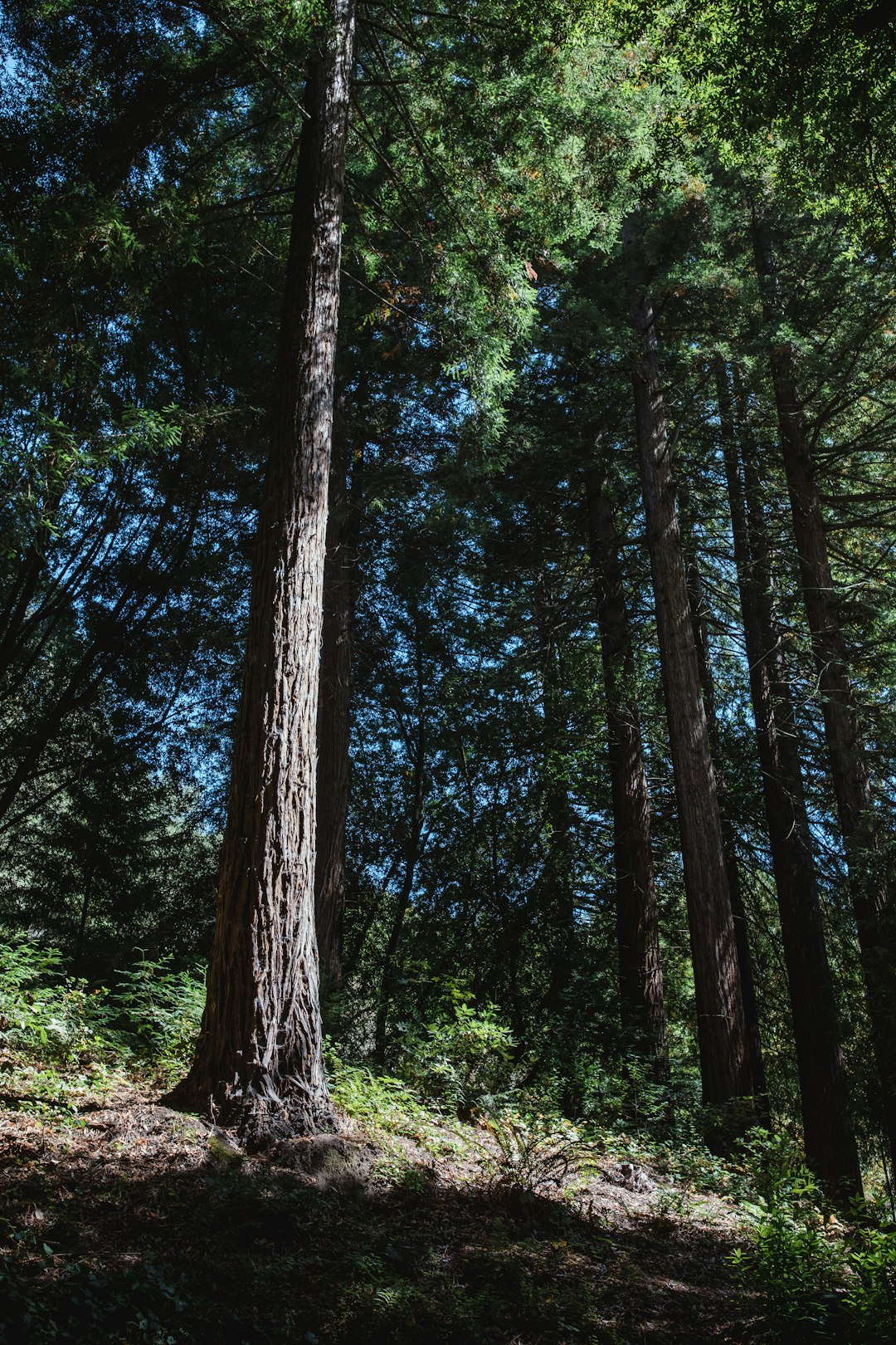 green trees standing on hill