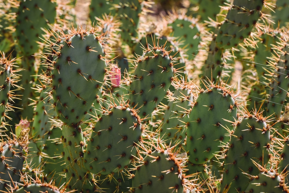 green cactus