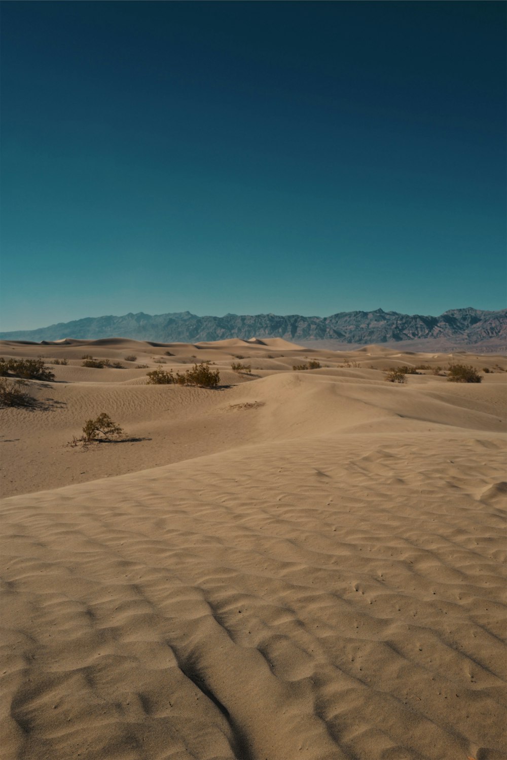 close-up of desert