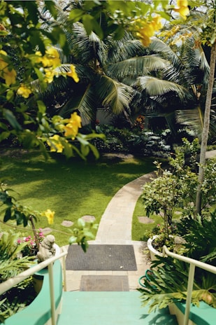 empty walkway surrounded with plants during daytime