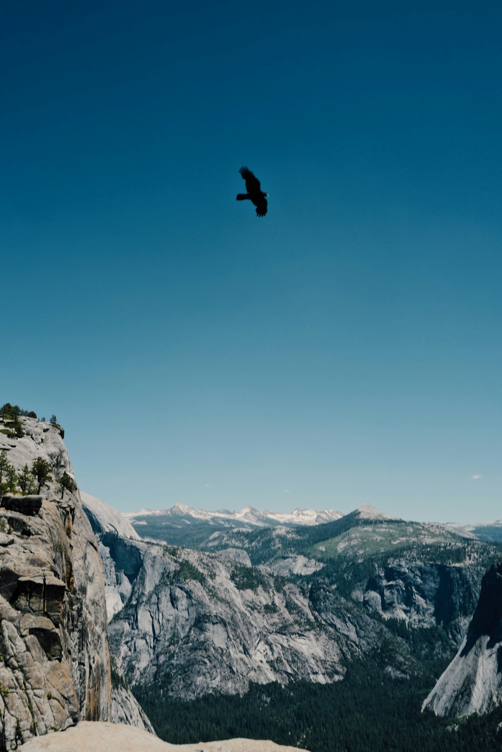 silhouette of bird midair scenery