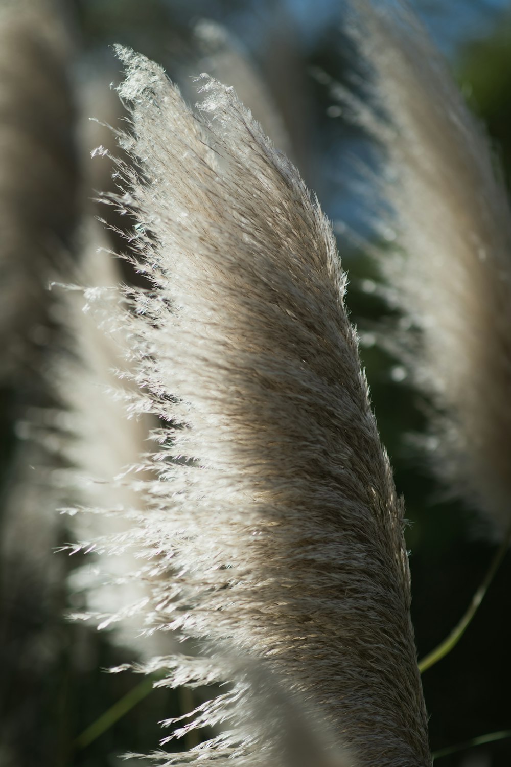 grey feather