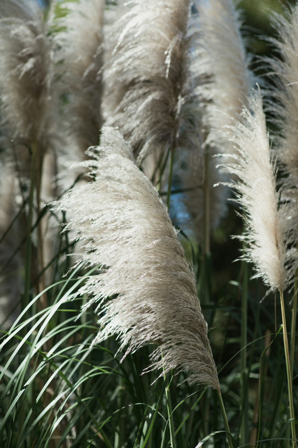 white leafed plant