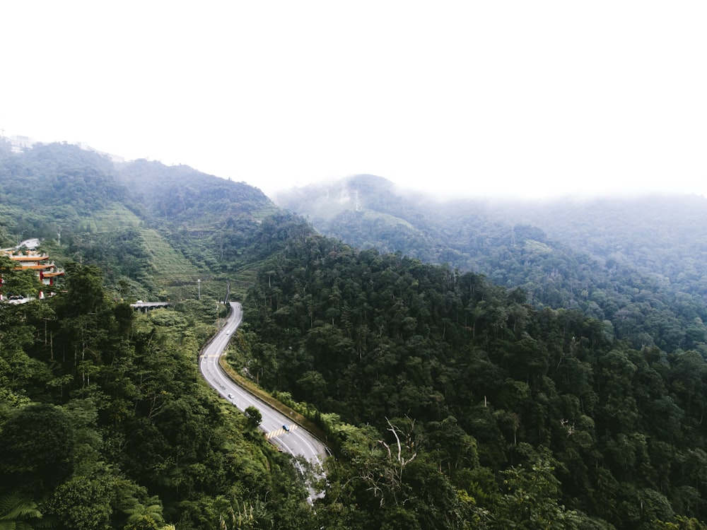 aerial view of trees during daytime