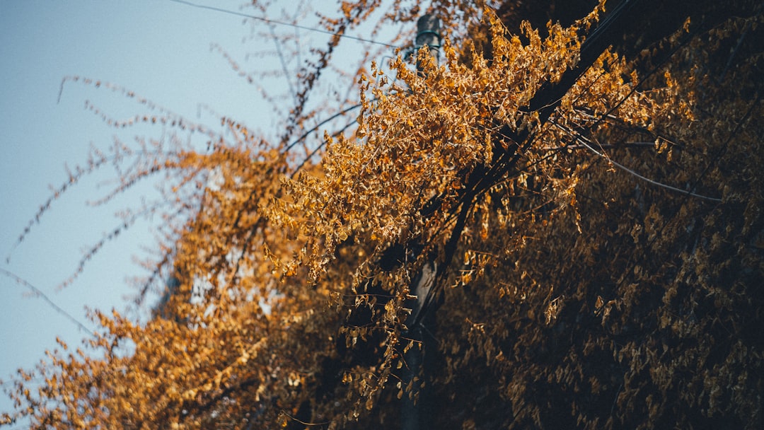 yellow-leafed plant