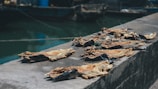 Several dried fish are laid out in a row on a concrete surface near what appears to be a body of water in a harbor or dock area. The fish are secured with strings. The background shows blurred boats and the water reflects a greenish hue.