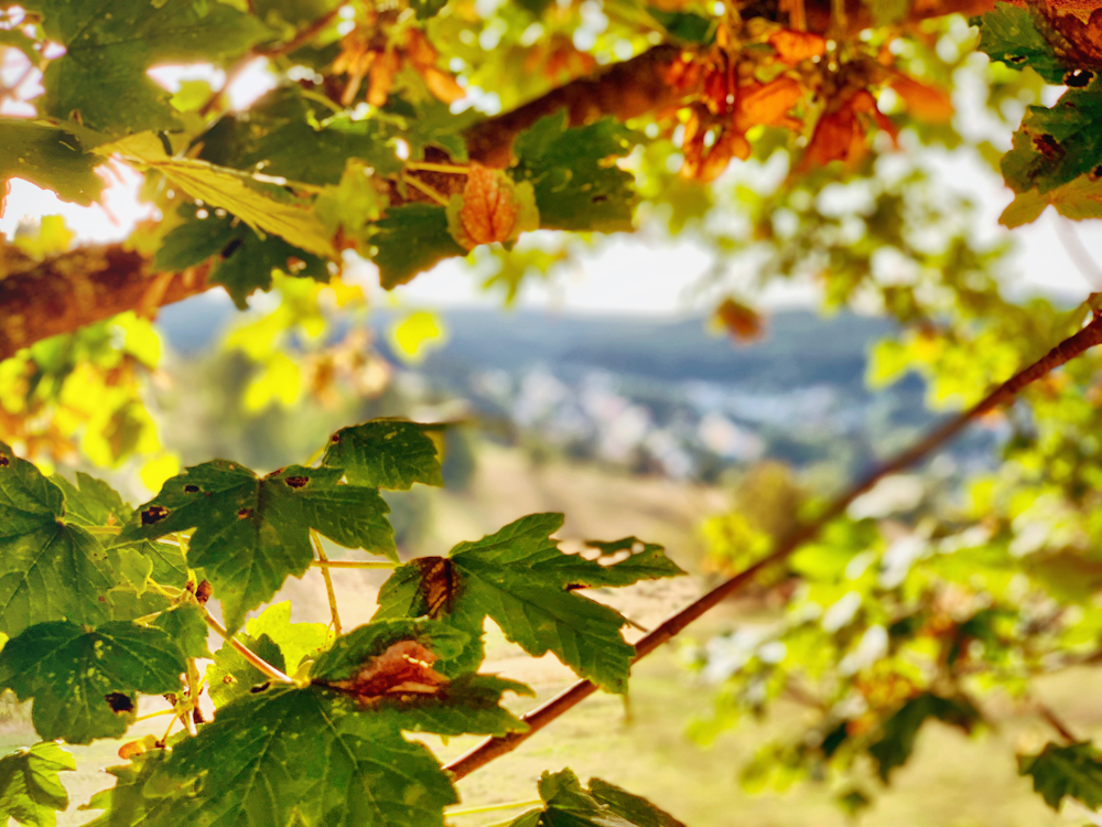 selective focus photography of green and brown tree