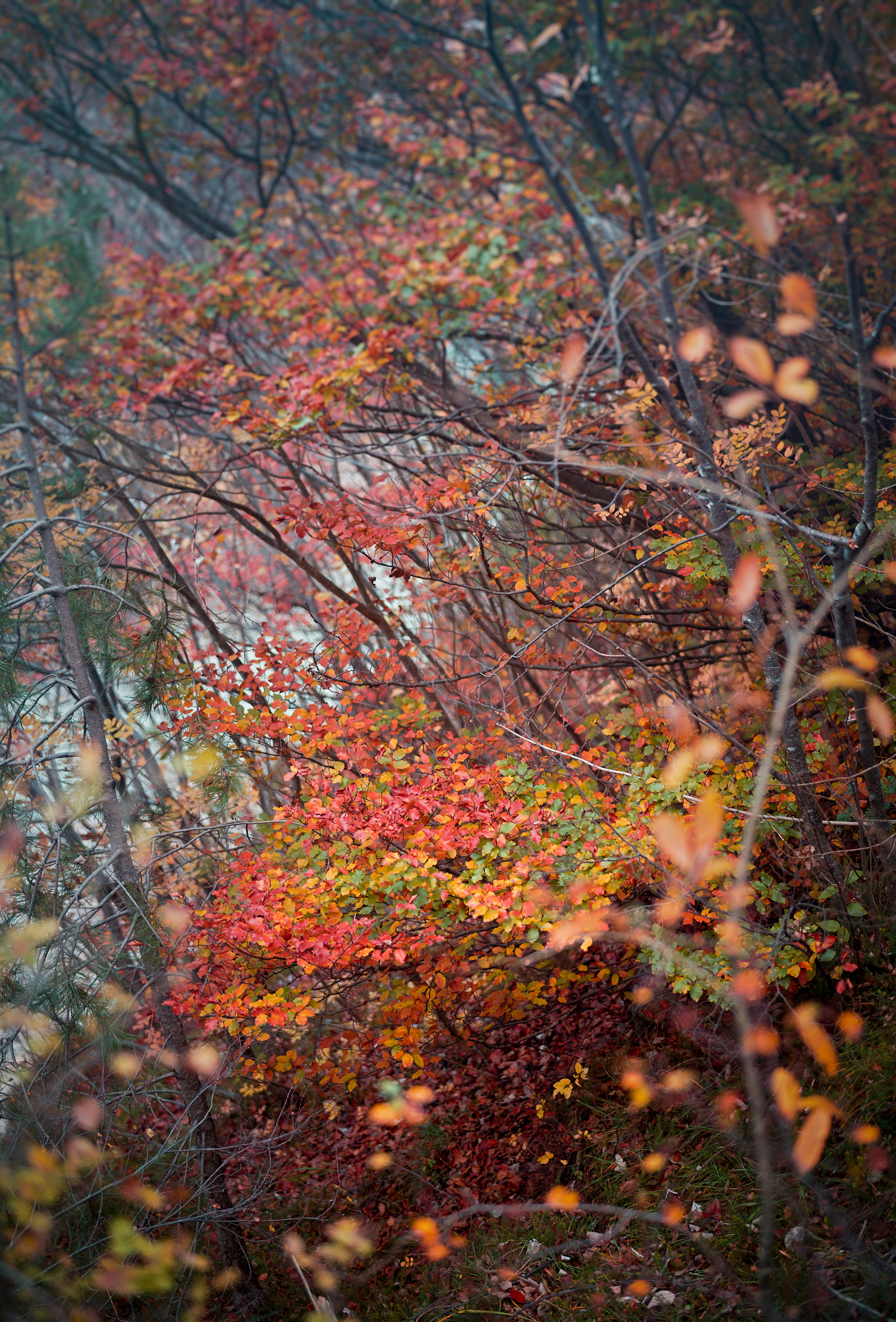 Red and yellow leafs in the forest during autumn.