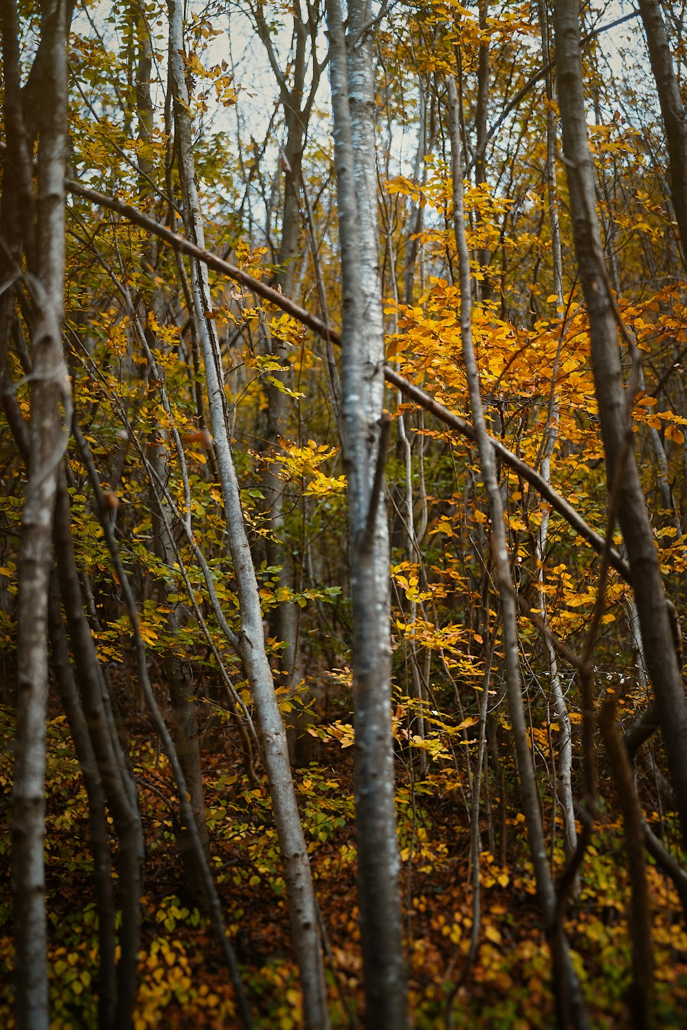 yellow trees