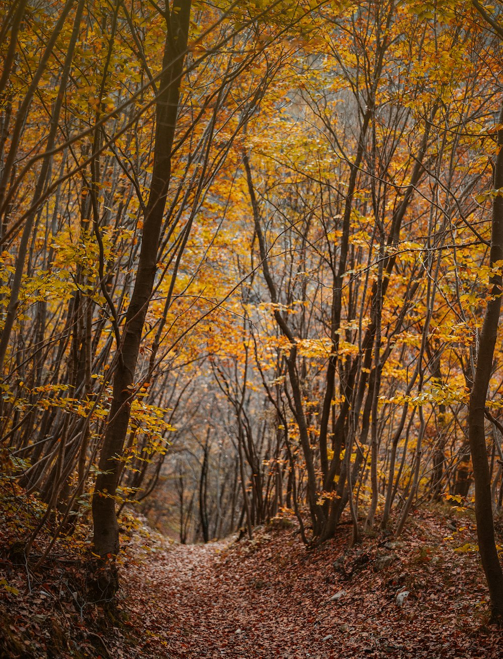 brown-leafed trees