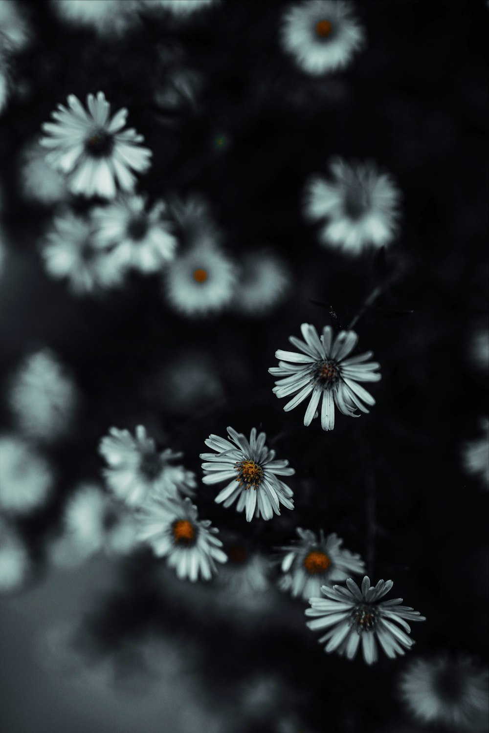 photo of white Daisy flower