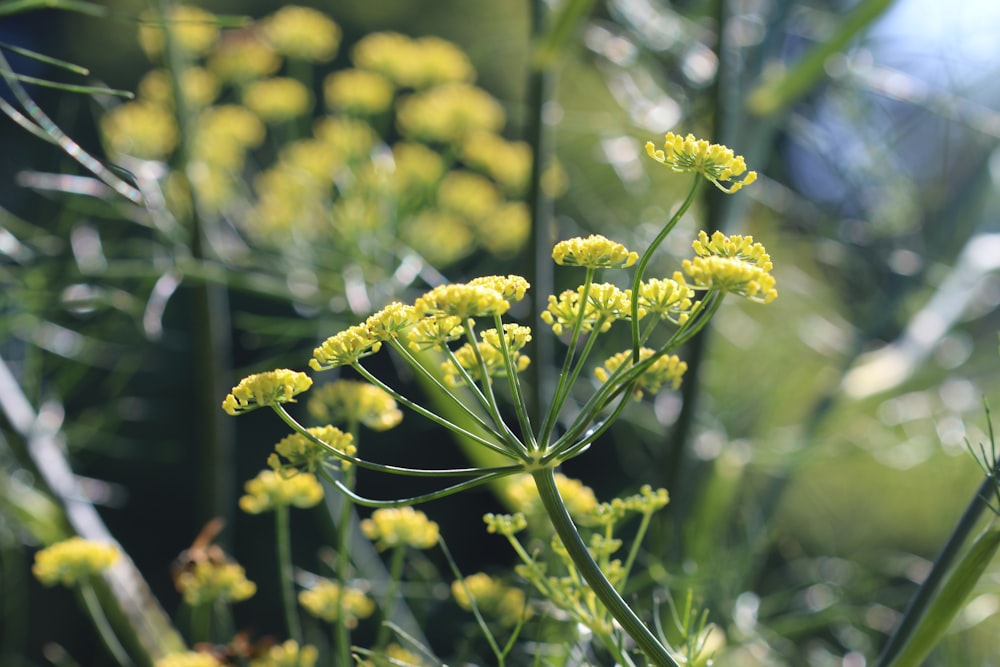 selective focus photography of green plants