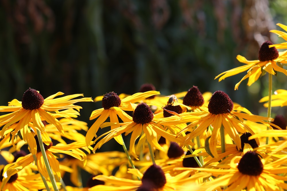 selective focus photography of yellow flowers during daytime