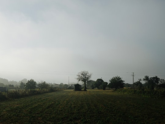 house by tree in the middle of field under gray skies in Aveiro Portugal