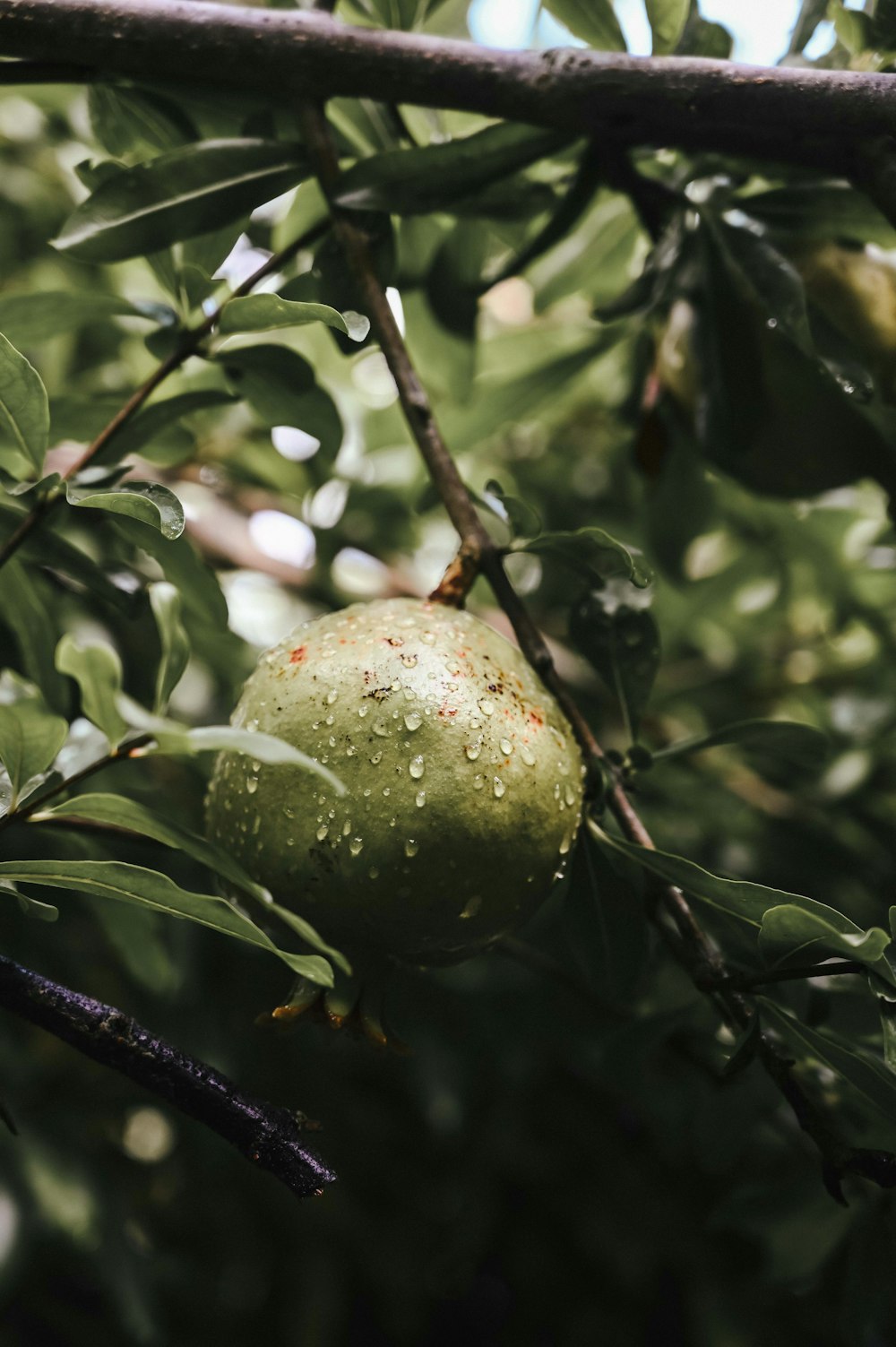 round green fruit