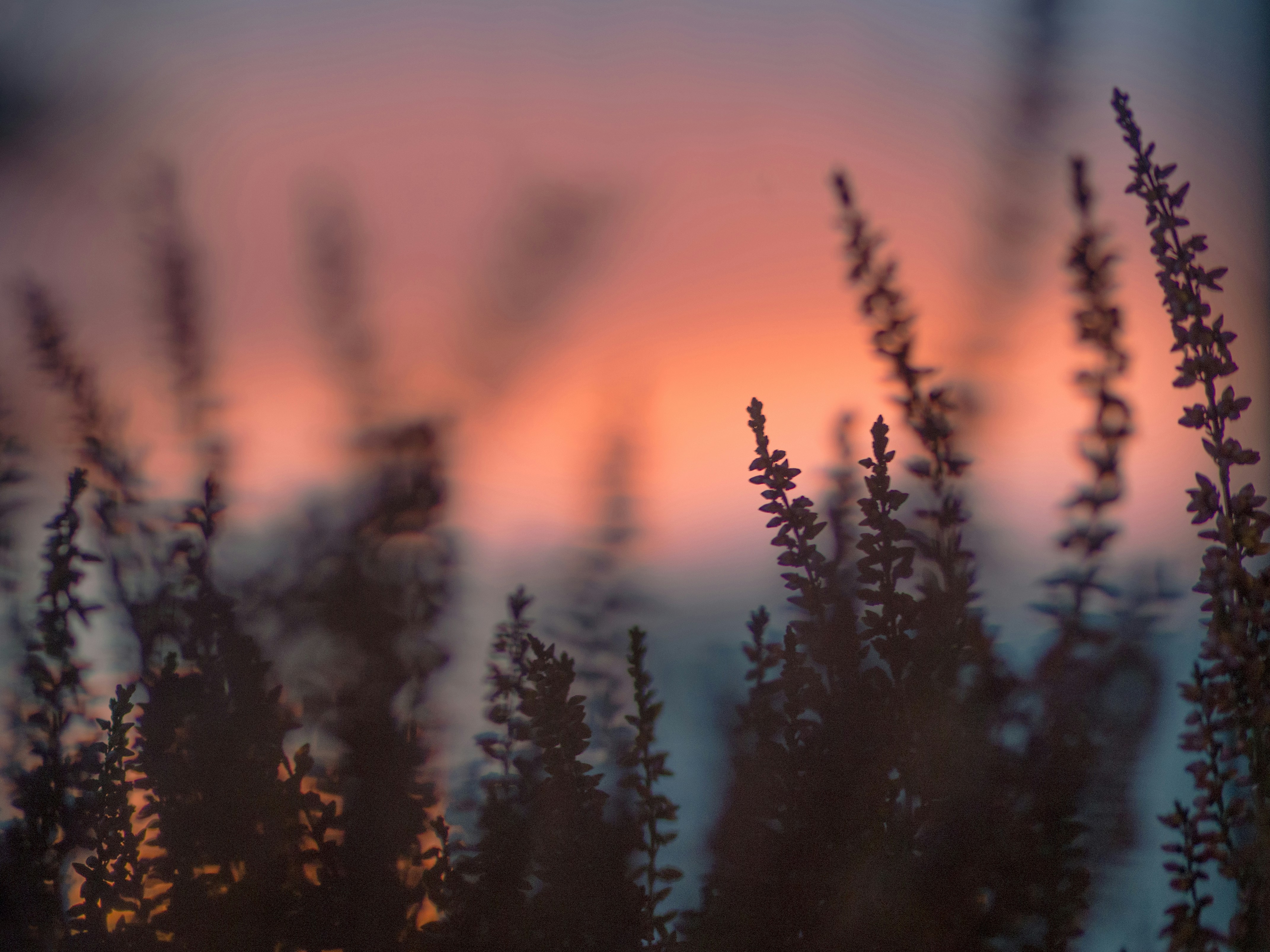 Photo by irae_fotografi