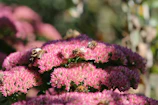Colorful honeybees on a cluster of blooming wildflowers during pollination.