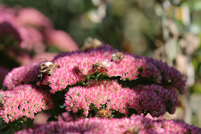 Colorful honeybees on a cluster of blooming wildflowers during pollination.