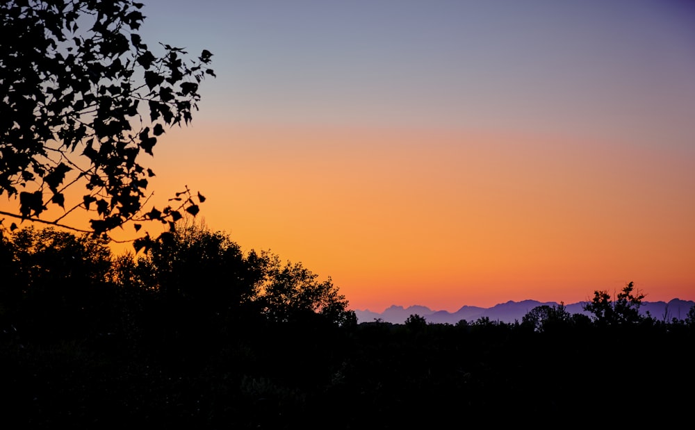 silhouette di alberi durante l'ora d'oro