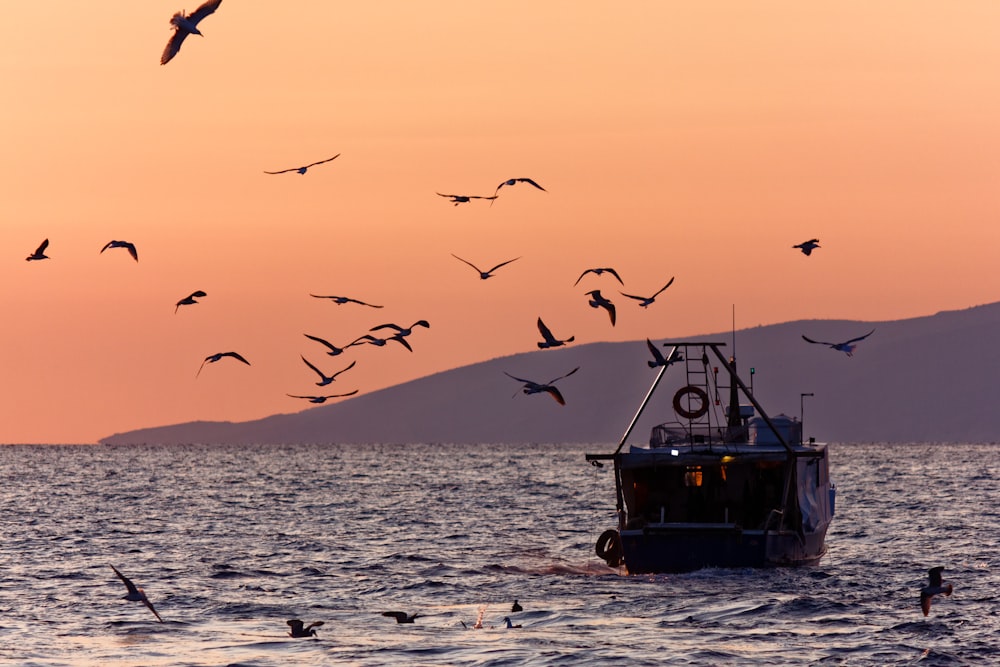 bird on mid air above boat on sea during sunrise