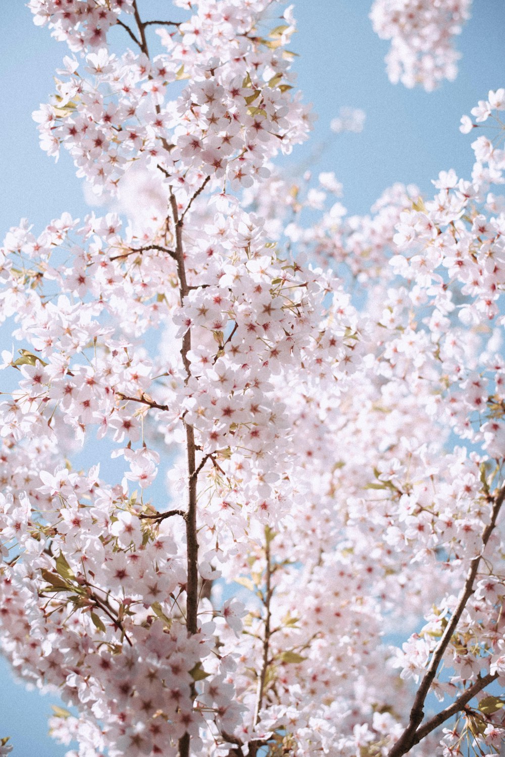 white flowers during daytime photo