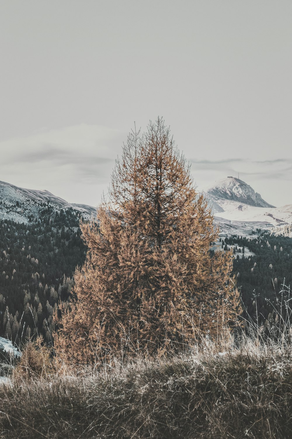 brown-leafed trees