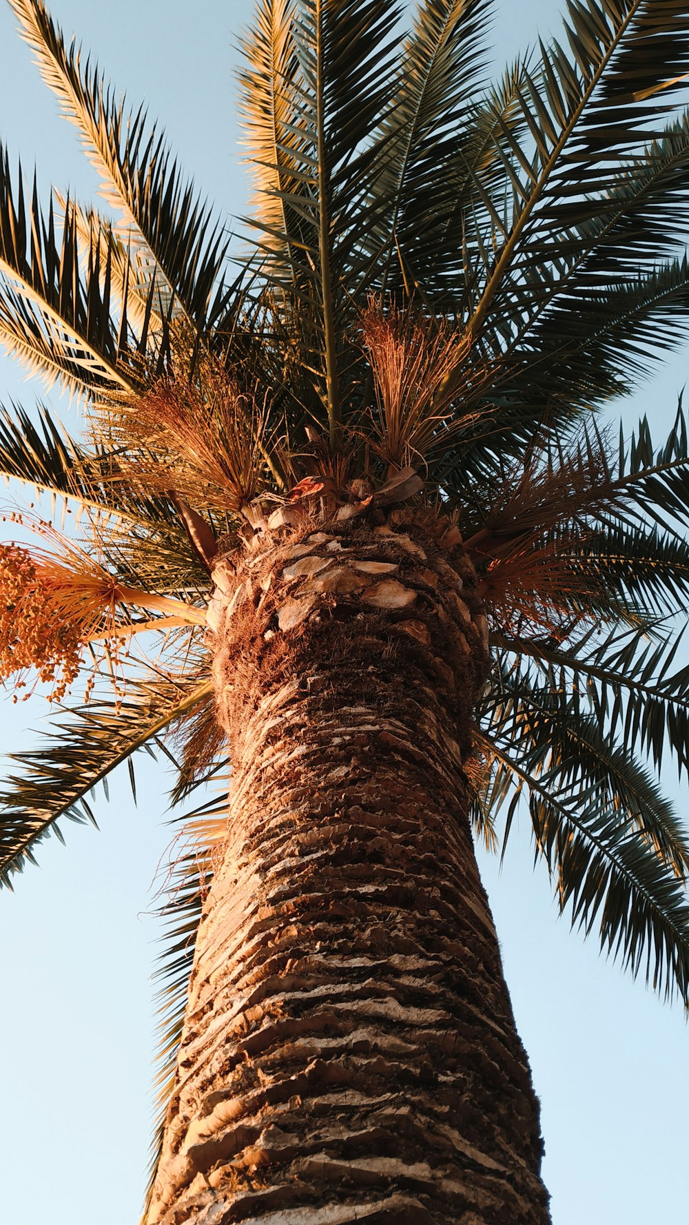 a palm tree with a blue sky in the background