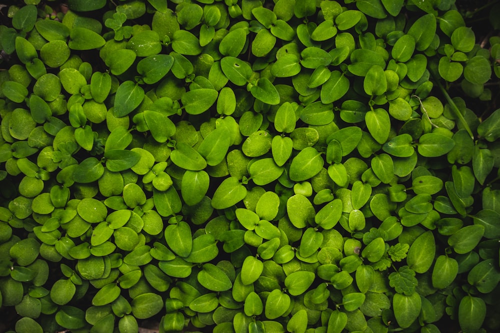 녹색 잎 식물의 매크로 사진