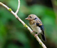 A close-up of a bird perched delicately on a mossy branch against a muted backdrop.