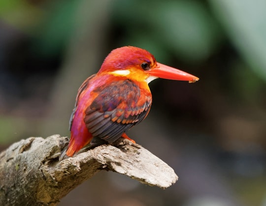 red bird in Selangor Malaysia
