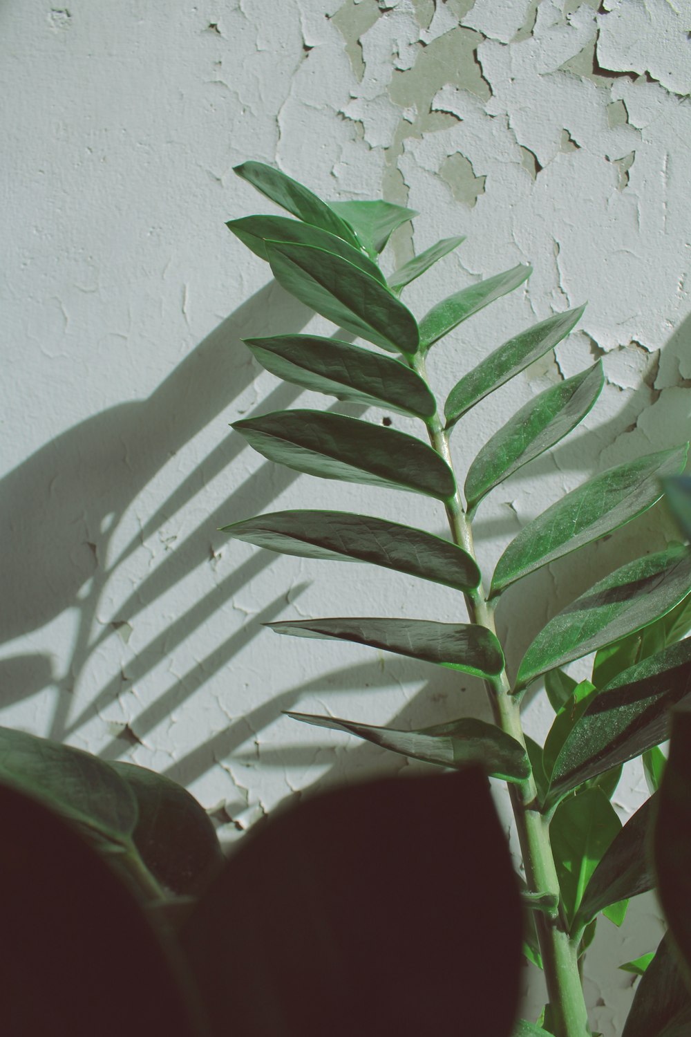 green leaf beside wall