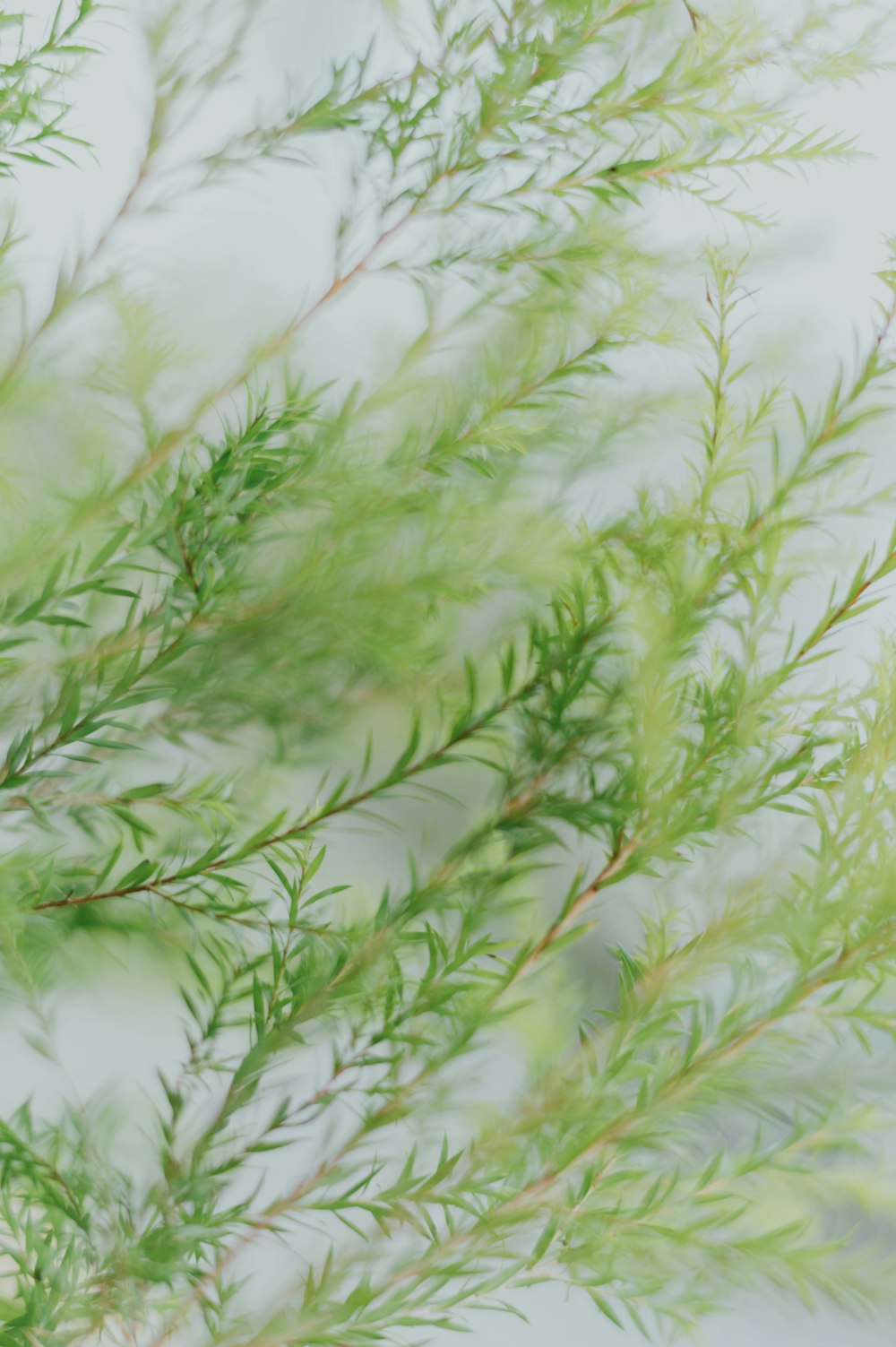 green leafed plants