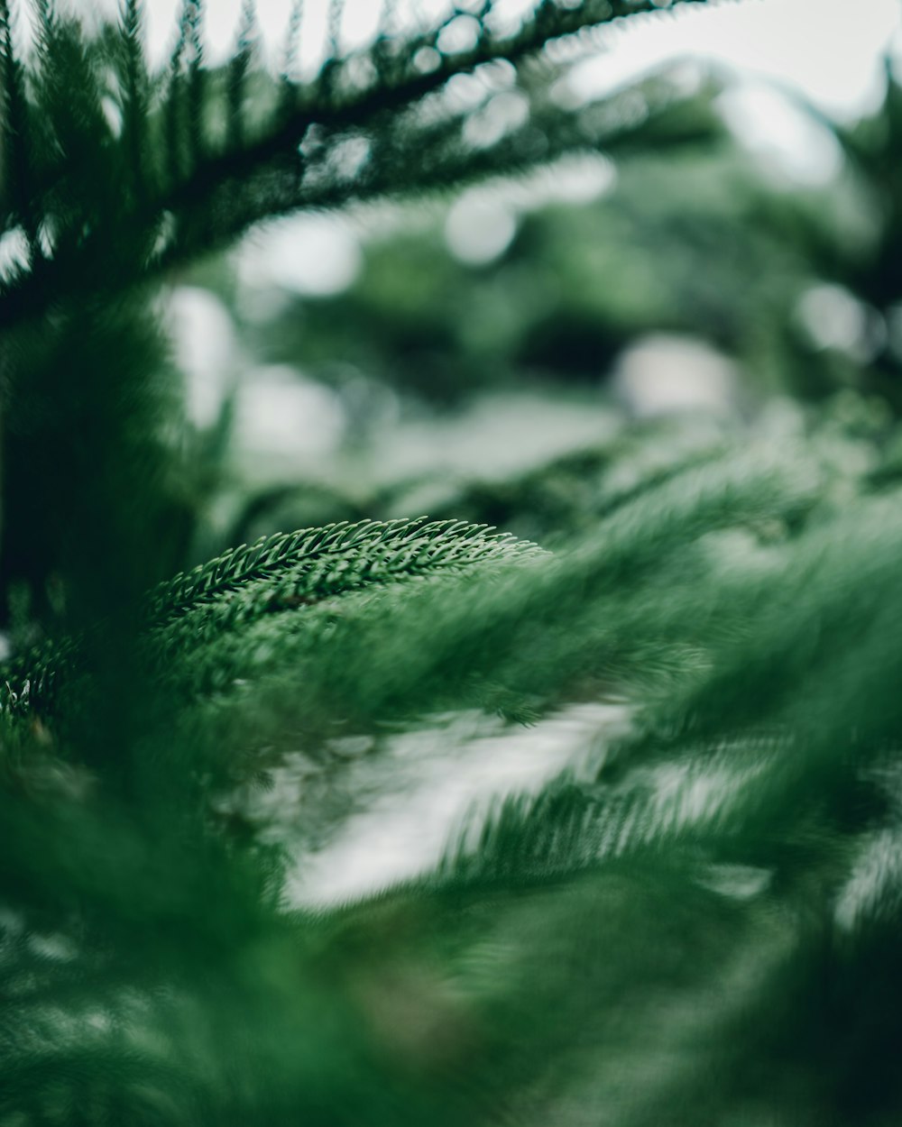 green leafed plant