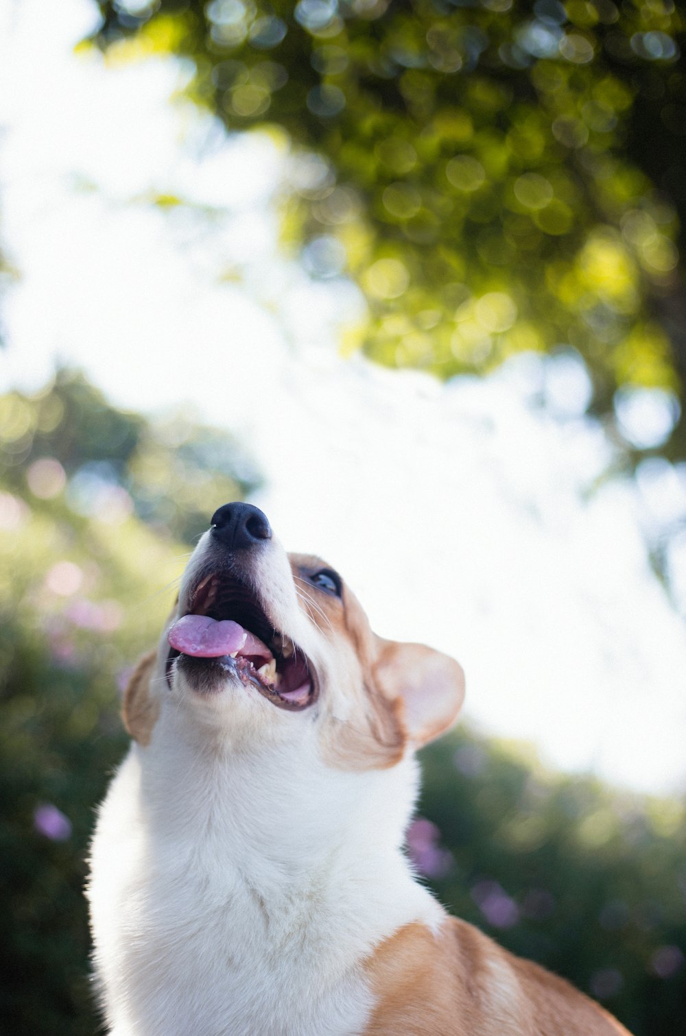 white and brown short-coat dog