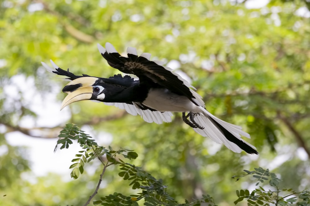 Fliegender schwarz-weißer Vogel