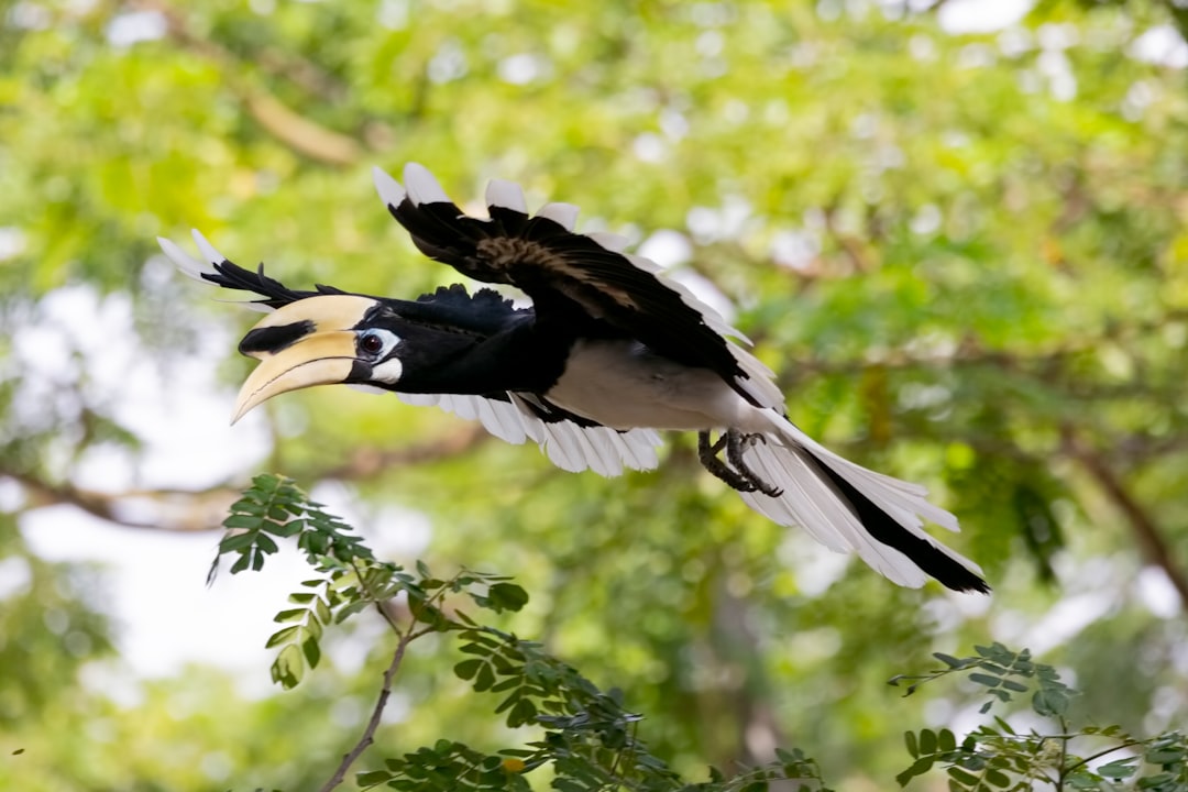 flying black and white bird