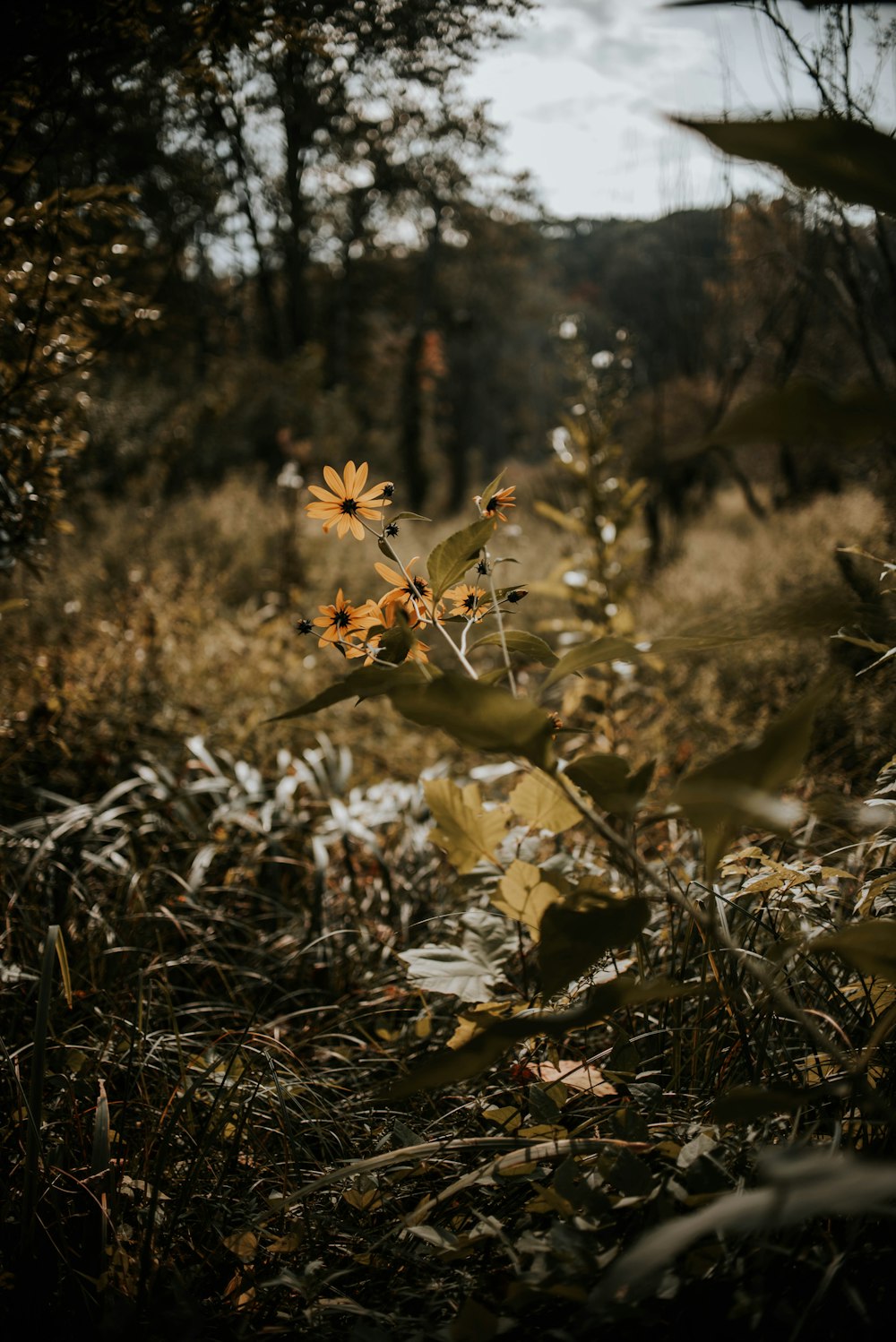 selective focus photo of flowers