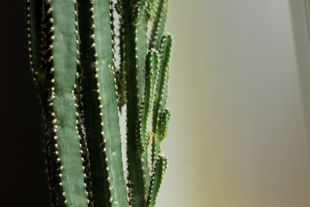 Grüner Kaktus