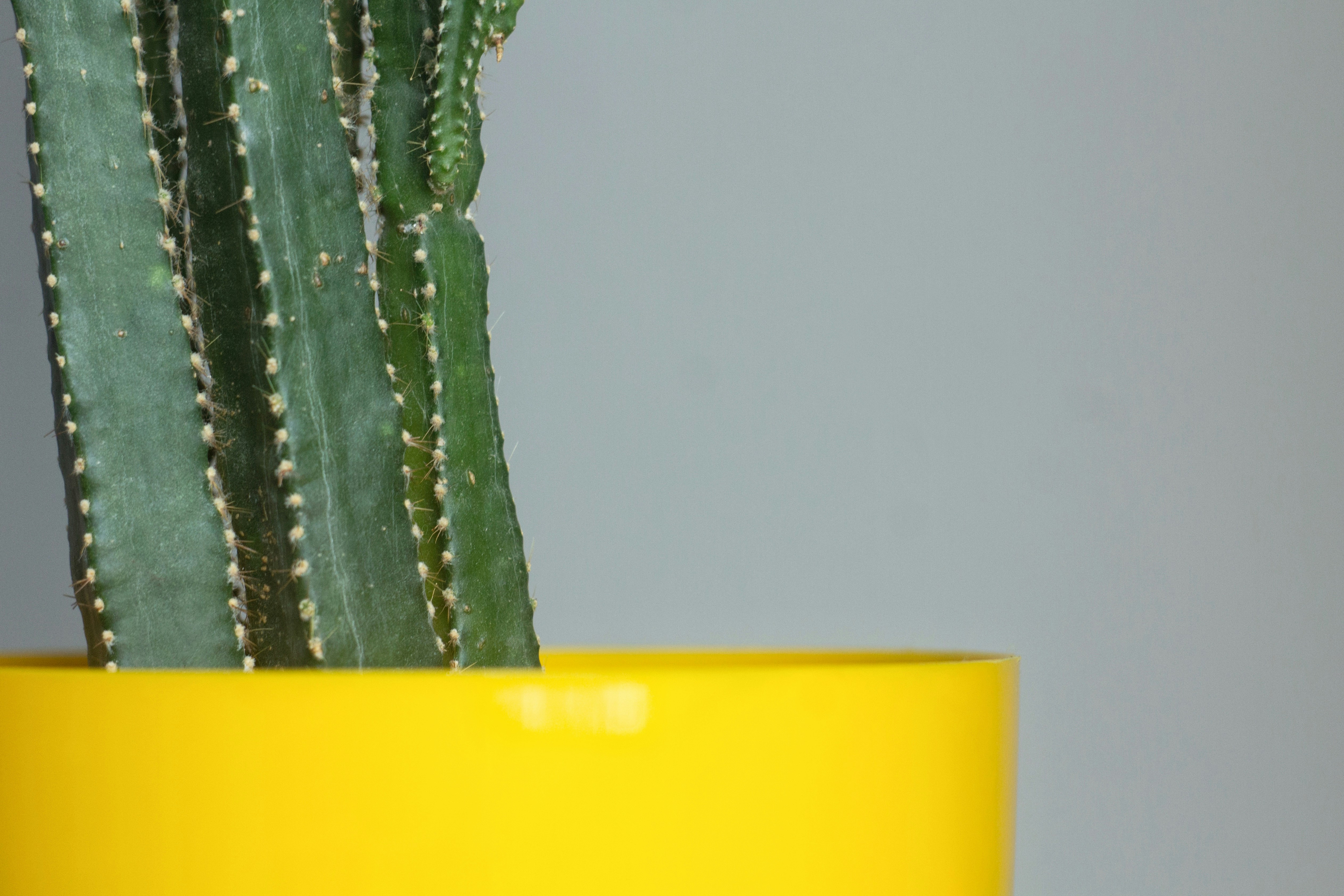 Cactus verde